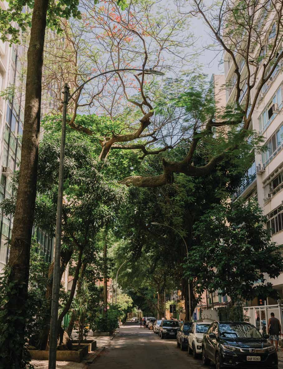 Rua arborizada