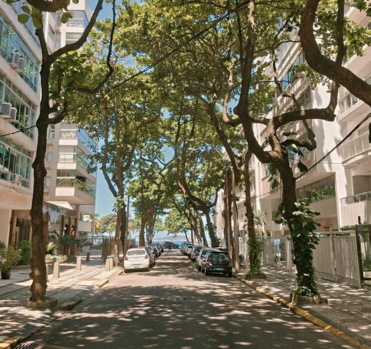 Rua arborizada