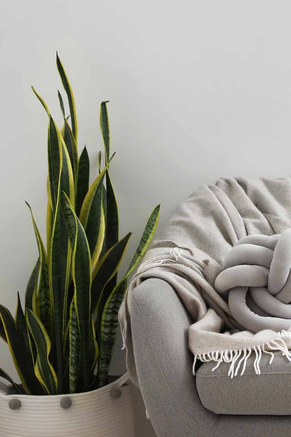 Detalhe de decoração